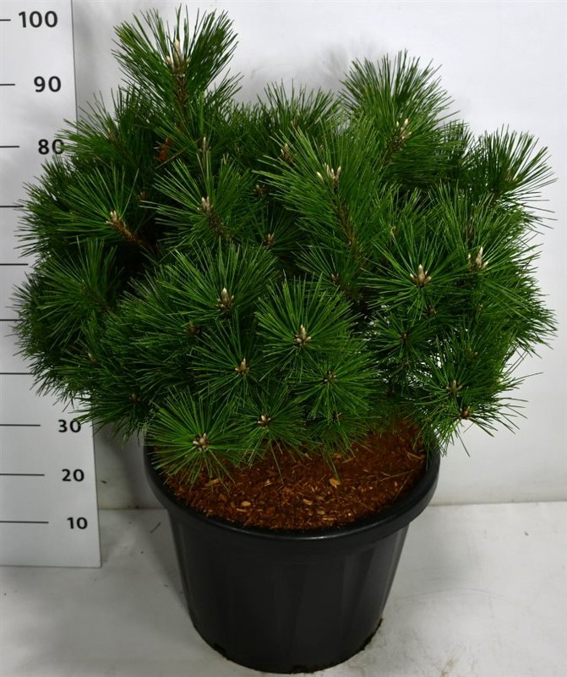 Pinus thunbergii 'Sayonara' - C45 80/+ CM